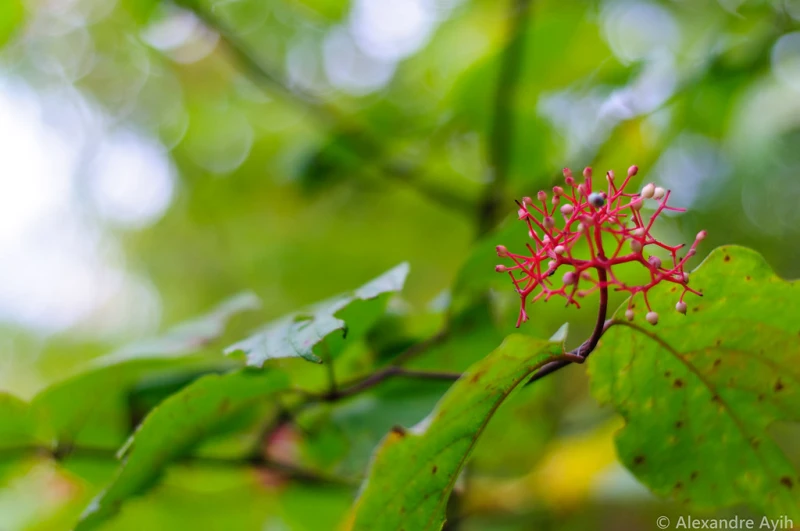 Quebec, Ontario y Naturaleza