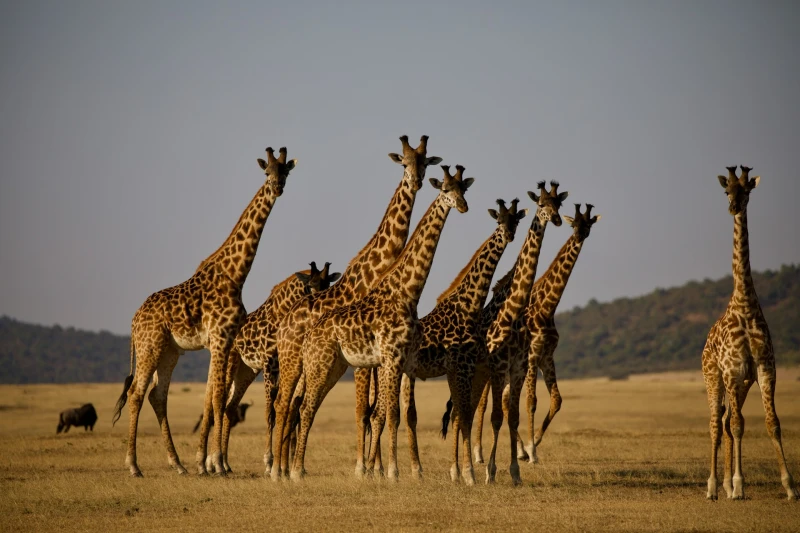 Tierras de Tanzania 2027