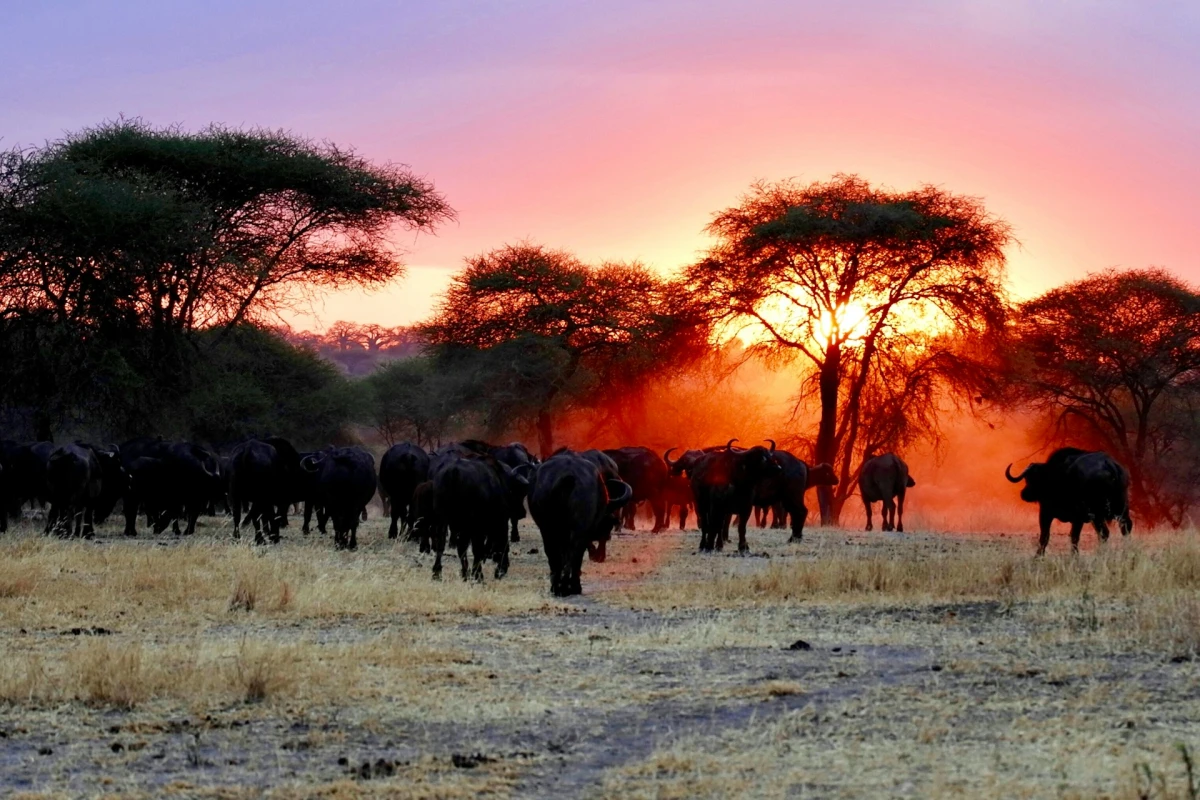 Imprescindible Tanzania 2027