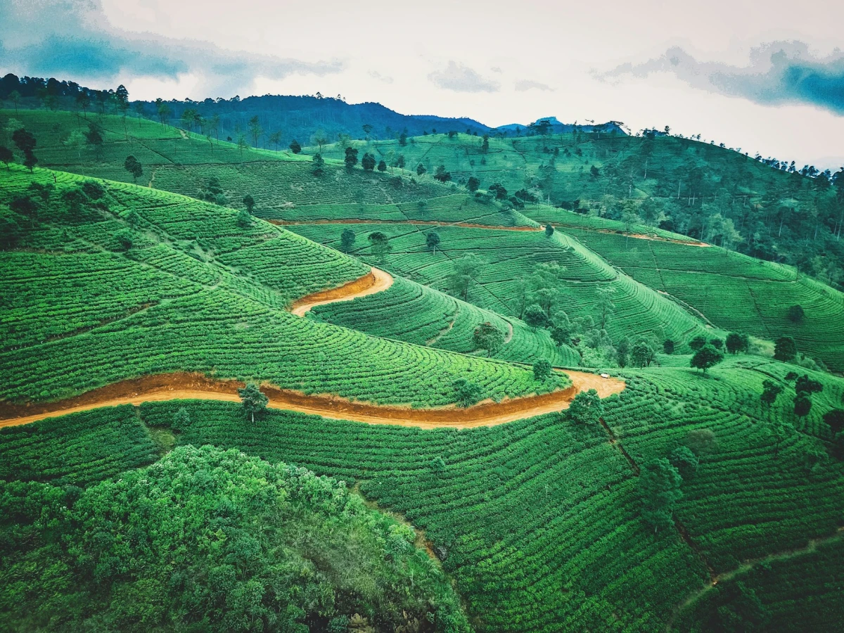 Esenciales de Sri Lanka