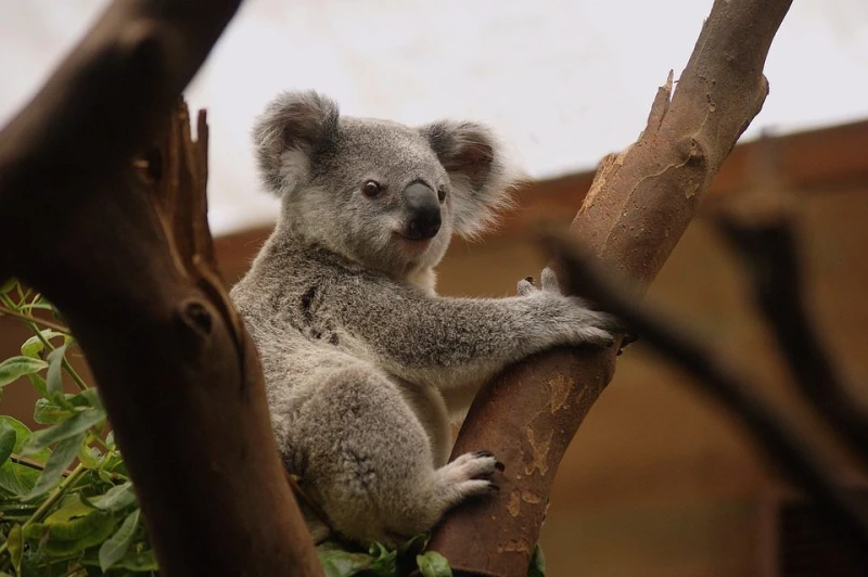 Australia Maravillosa