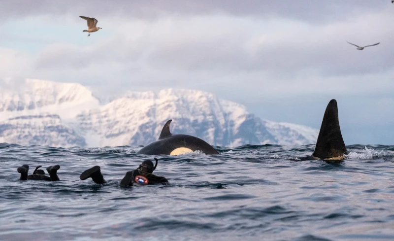 ¿Qué debes saber de las orcas antes de sumergirte con ellas?