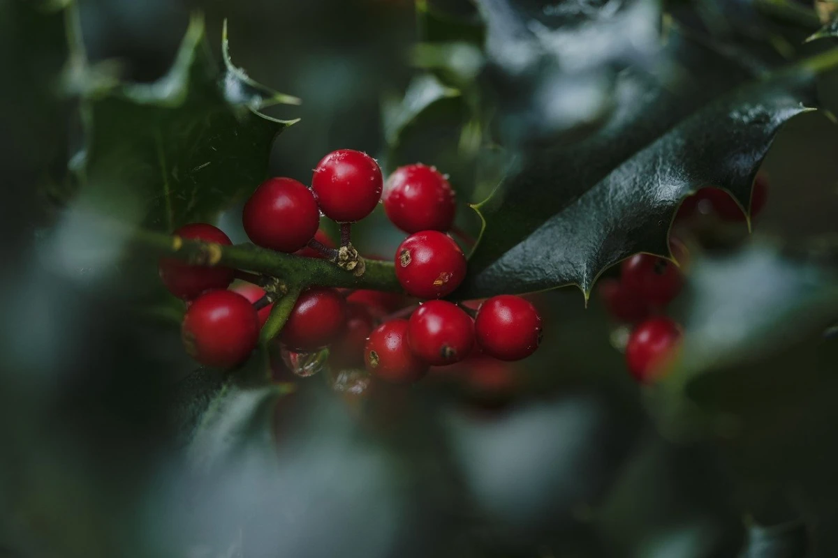 Espíritu Navideño Bálticos, salida 5 Diciembre