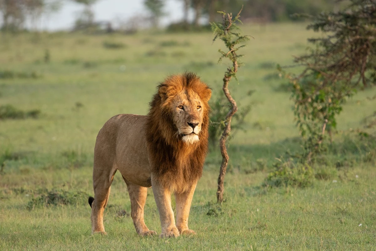 Esencias de Kenia