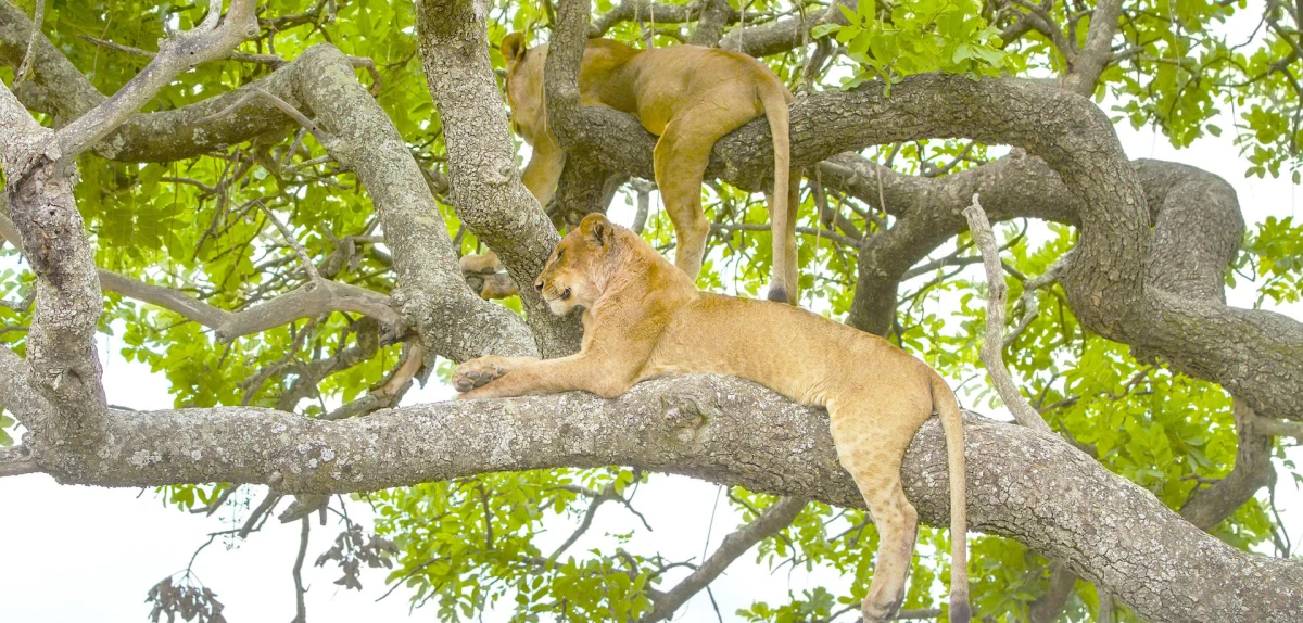 Semana santa en Serengeti