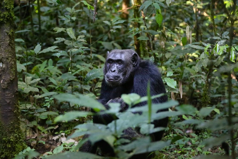 Hermosa Uganda