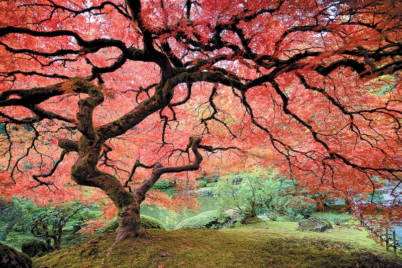 El mágico otoño de Japón 
