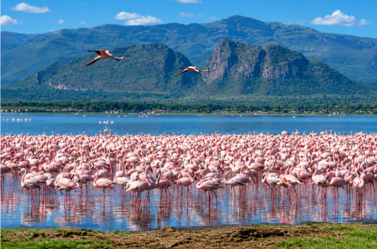 Tanzania y lago Natrón