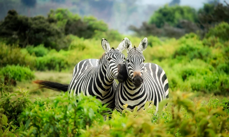 Tanzania especial Navidad, salida 28 Diciembre