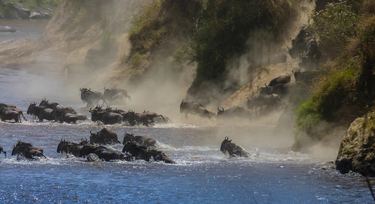 Esencias de Kenia 2026