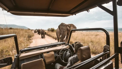 Safari